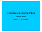 Endangered species of fish