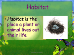 Habitat