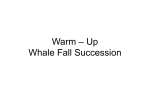 Warm – Up Whale Fall Succession