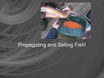 Propagating and Selling Fish
