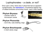 Lecture 11, lophophorates, revised - Cal State LA