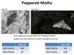 Peppered Moths - Cloudfront.net