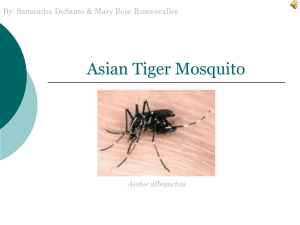 Asian Tiger Mosquito.