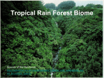 Tropical Rain Forest Biome