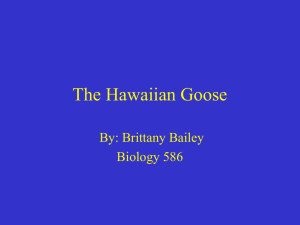 The Hawaiian Goose