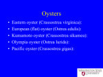 Oyster presentation