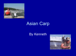 Asian Carp