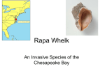 Rapa Whelk - georgeapes