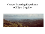 Canopy Trimming Experiment (CTE) at Luquillo