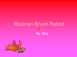 Riparian Brush Rabbit