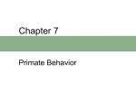 Chapter 6 Primate Behavior