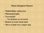 Plants (Kingdom Plantae)