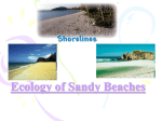 Ecology of Sandy Beaches