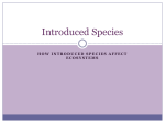 Introduced Species