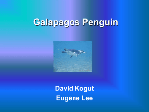 Galapagos Penguin