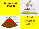 EnergyFlow&Pyramids,BiologicalAmplification