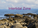 Intertidal Zone - Intertidal/Pelagic Zones