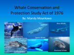 Whale Conservation and Protection Study Act of 1976