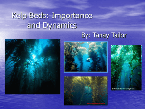 Kelp Beds: Importance and Dynamics By