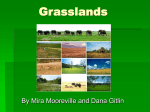 Grasslands - JBHA-Sci-US-tri1