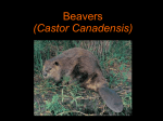Beavers (Castor Canadensis)