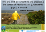 Into the wild: documenting and predicting  Crassostrea  gigas Judith Kochmann