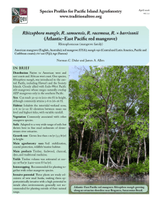 Rhizophora mangle, R. samoensis, R. racemosa, R. (Atlantic–East Pacific red mangrove) www.traditionaltree.org