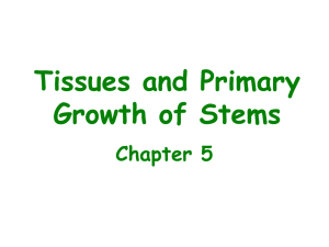Stem tissue and growth