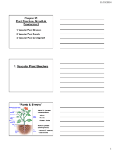 1. Vascular Plant Structure “Roots &amp; Shoots” 11/19/2014 Chapter 35: