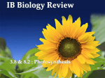 Photosynthesis - IBDPBiology-Dnl