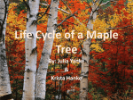 Life cycle of a Maple Tree