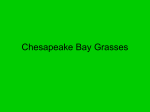 Chesapeake Bay Grasses