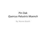 Pin Oak Quercus Palustris Muench