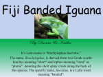 Fiji Banded Iguana