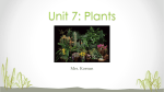 Unit 7 - Plants
