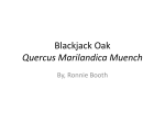 Black Jack Oak