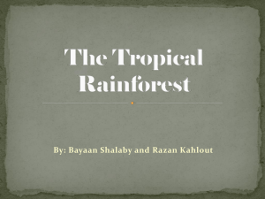 The Tropical Rainforest-