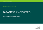 Japanese-Knotweed - Waltham Forest Council