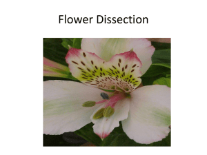 Flower Dissection