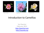 Introduction to Camellia