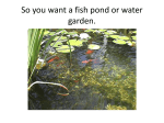 So you want a fish pond or water garden.
