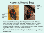 The Life Cycle of the Milkweed Bug