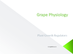 Grape_Physiology_7_horones