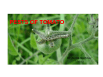 Insect pests of tomato