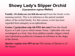 Showy Lady`s Slipper Orchid (Cypripedium reginae