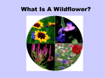 Medicinal Wildflowers