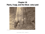 Chapter 16 Plants, Fungi, and the Move onto Land