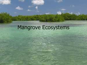 Mangrove_Ecosystems[1]