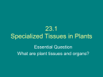 bio 11 plant tissues dec 2