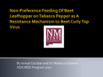 Non-Preference Feeding Of Beet Leafhopper on Tabasco Pepper as
